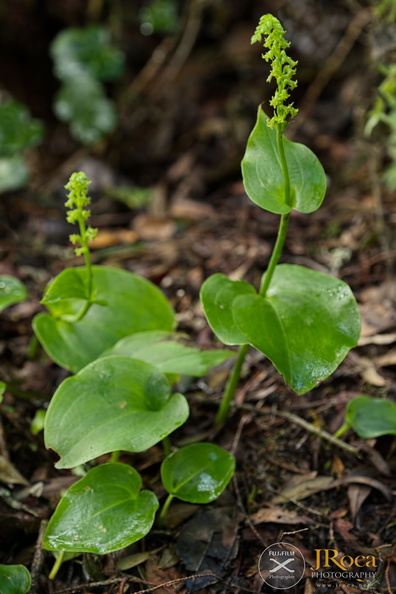 Gennaria diphylla jrj-4.jpg