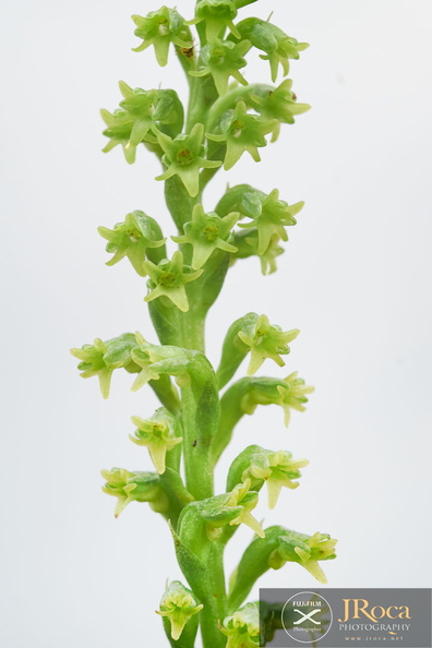 Gennaria diphylla jrj-6.jpg