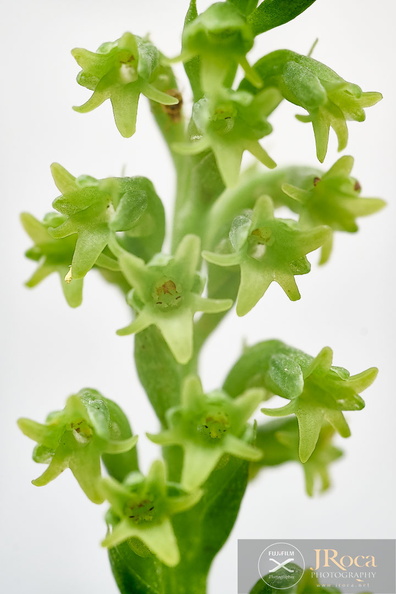 Gennaria diphylla jrj-5.jpg