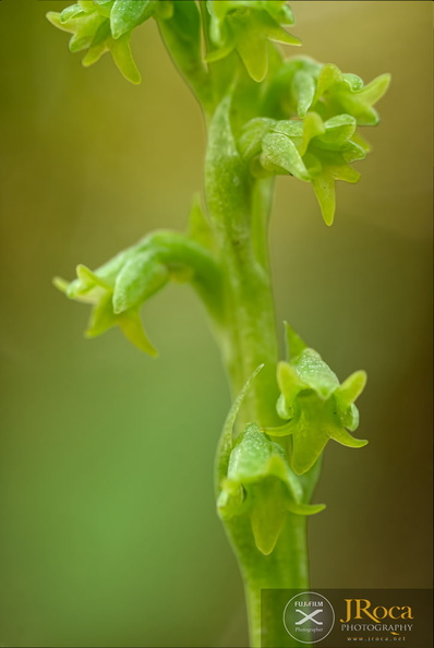 Gennaria diphylla jrj-8.jpg