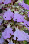 Himantoglossum metlesicsianum