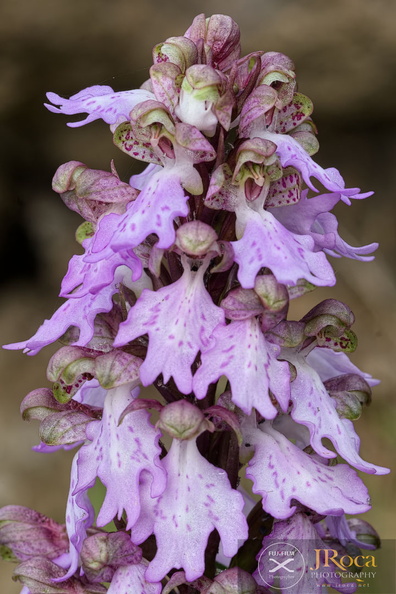 Himantoglossum metlesicsianum jrj-5.jpg