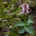 Orchis patens subsp canariensis