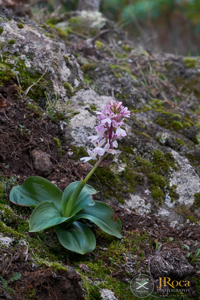 Orchis patens subsp canariensis jrj-6.jpg