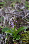 Orchis patens subsp canariensis