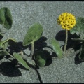 Abronia latifolia