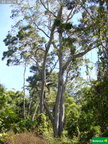 Acacia koa