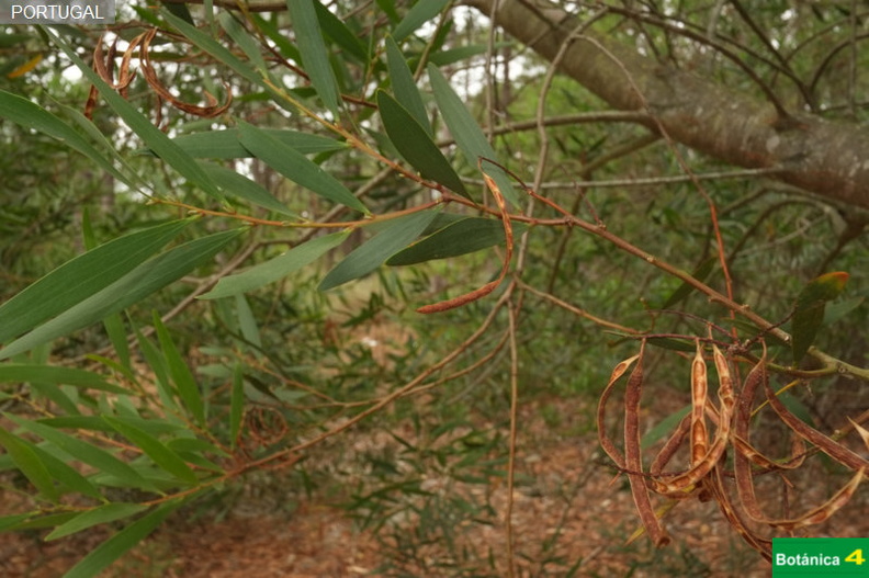 Acacia longifolia fdl.jpg