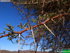 Acacia tortilis subsp. raddiana