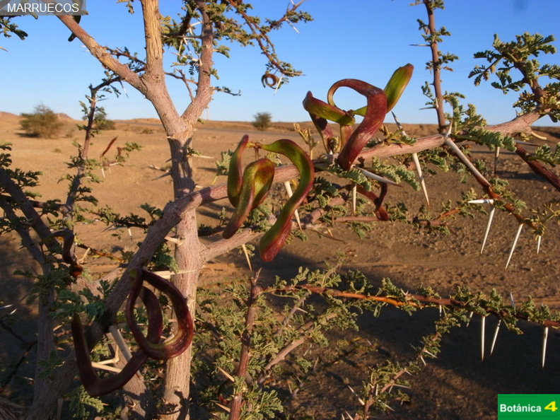 Acacia tortilis subsp-2.jpg