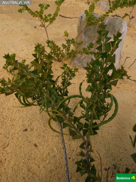Acacia truncata fdl.jpg