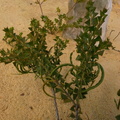 Acacia truncata