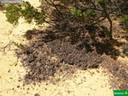 Acacia truncata, malacofilia