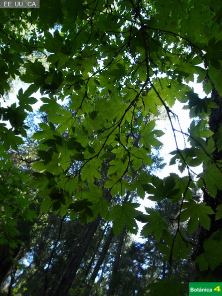 Acer circinatum fdl-1.jpg