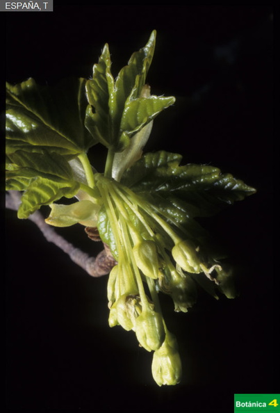 Acer granatense fdl-1.jpg