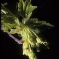 Acer granatense