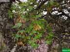 Acer monspesulanum