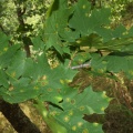 Acer platanoides cf fdl