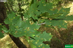 Acer platanoides cf fdl