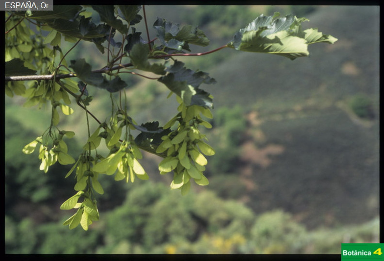 Acer pseudoplatanus fdl.jpg