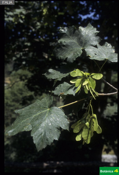 Acer pseudoplatanus fdl-1.jpg
