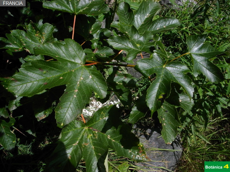 Acer pseudoplatanus fdl-3.jpg