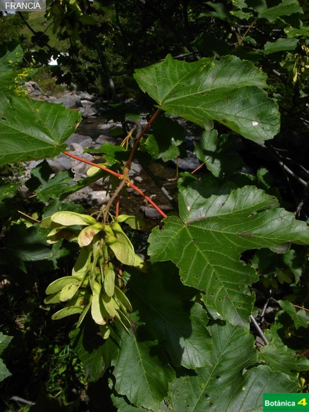 Acer pseudoplatanus fdl-4.jpg