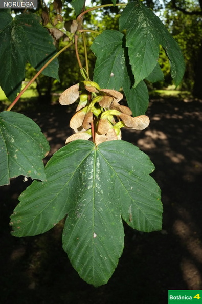 Acer pseudoplatanus fdl-6.jpg