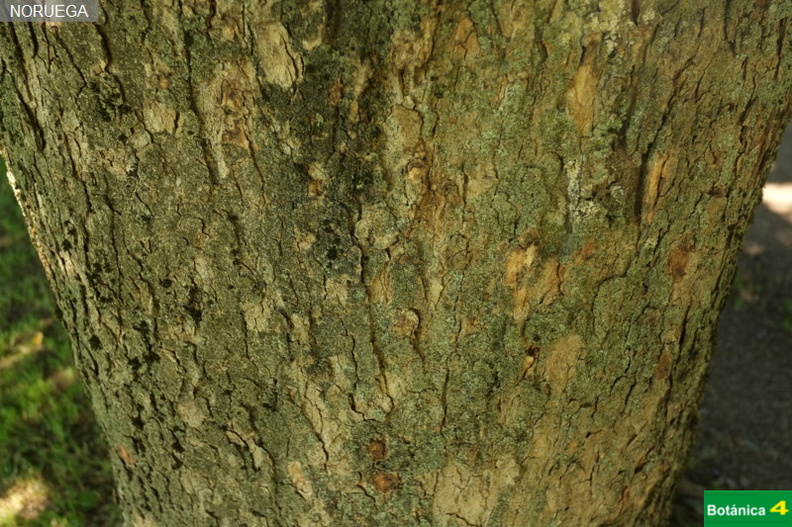 Acer pseudoplatanus fdl-7.jpg