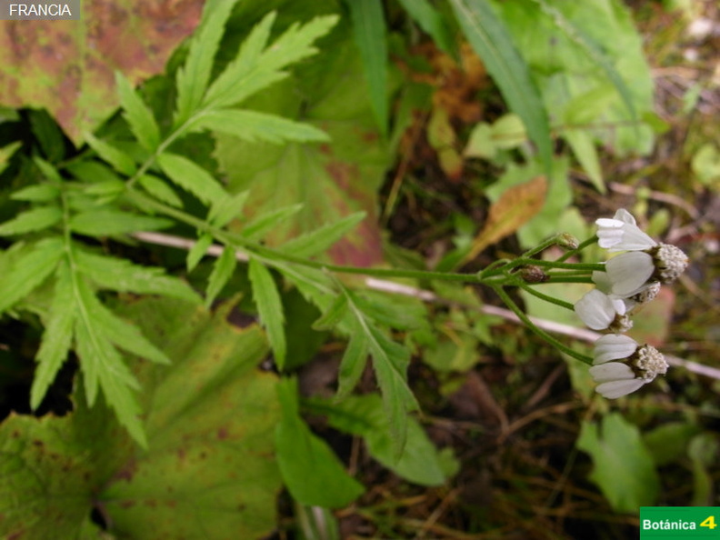 Achillea macrophylla cf.jpg