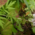Achillea macrophylla cf.