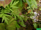 Achillea macrophylla cf.
