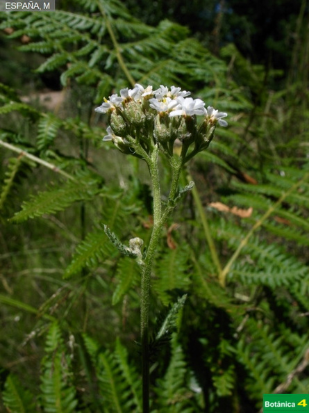 Achillea millefolium fdl.jpg
