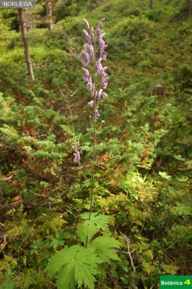 Aconitum septentrionale fdl-1.jpg