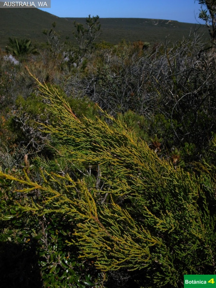 Actinostrobus acuminatus fdl.jpg