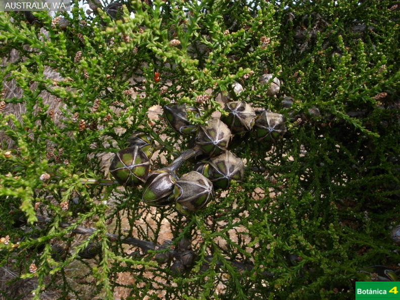 Actinostrobus pyramidalis fdl.jpg