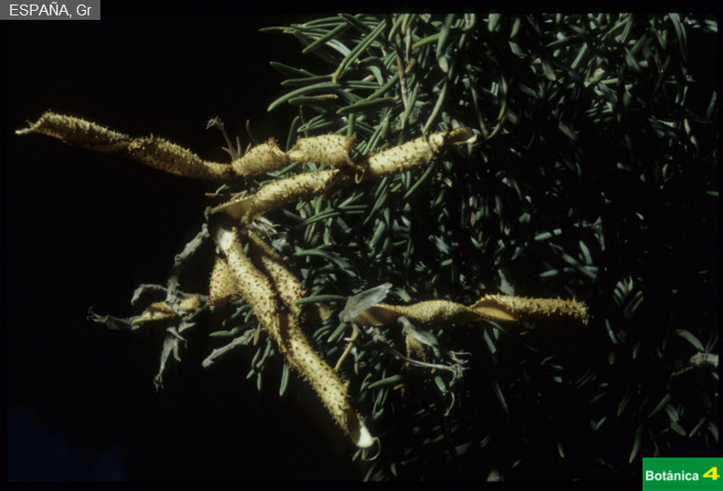 Adenocarpus decorticans fdl.jpg