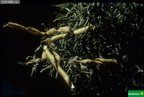 Adenocarpus decorticans