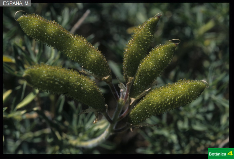 Adenocarpus hispanicus fdl.jpg