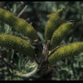 Adenocarpus hispanicus