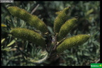 Adenocarpus hispanicus