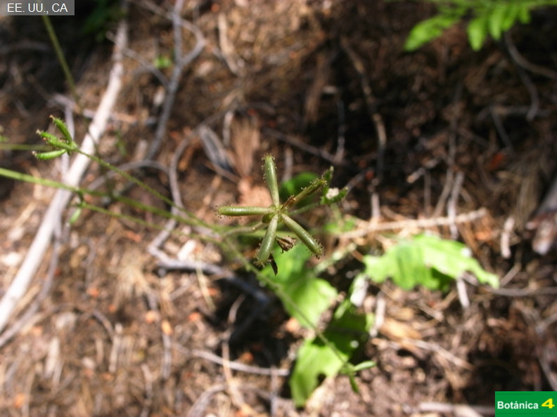 Adenocaulon bicolor