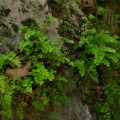 Adiantum capillus-veneris cf.