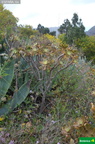 Aeonium arboreum fdl