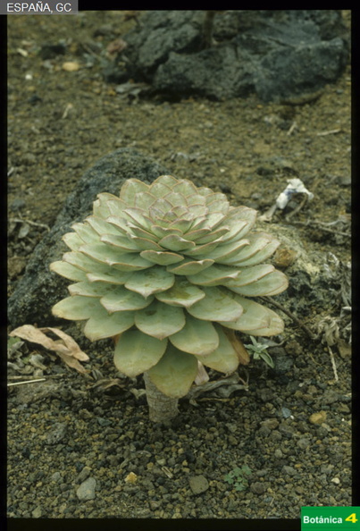 Aeonium hierrense fdl.jpg
