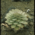 Aeonium hierrense