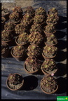 Aeonium mascaense
