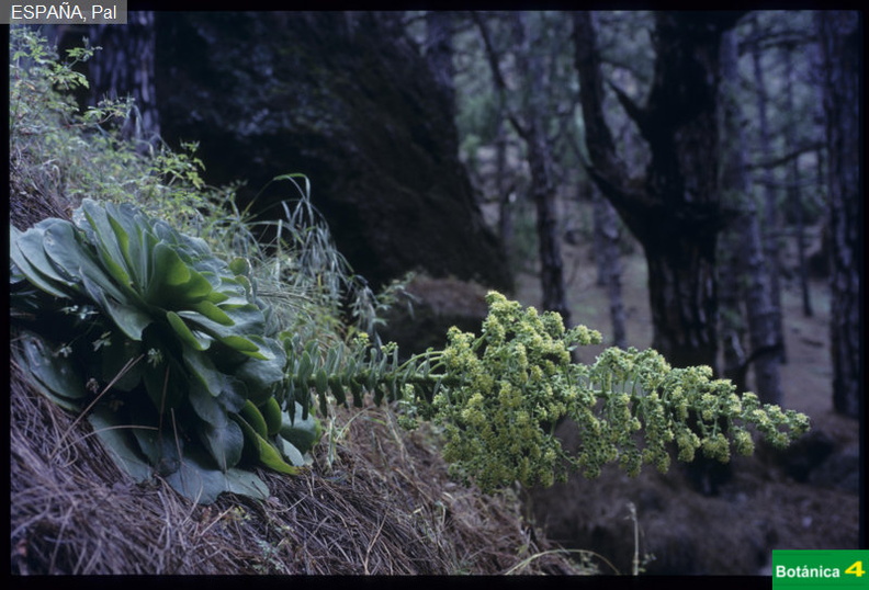 Aeonium palmense fdl.jpg