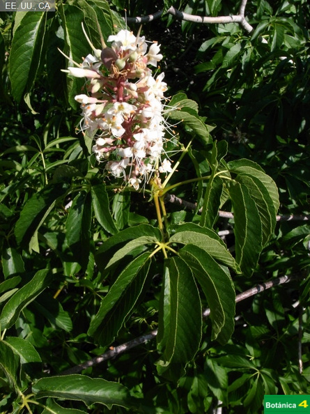 Aesculus californica fdl-1.jpg