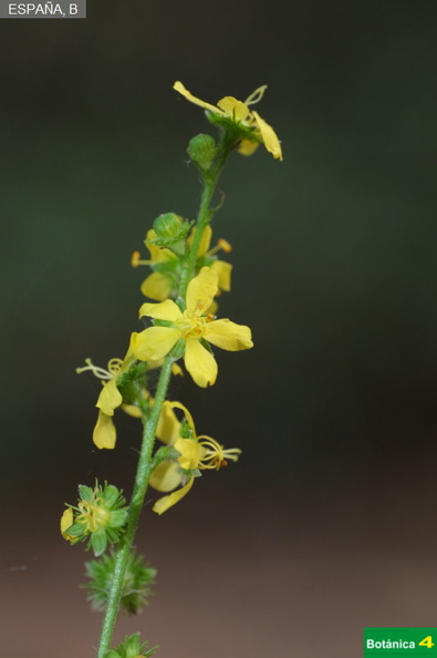 Agrimonia eupatoria fdl.jpg